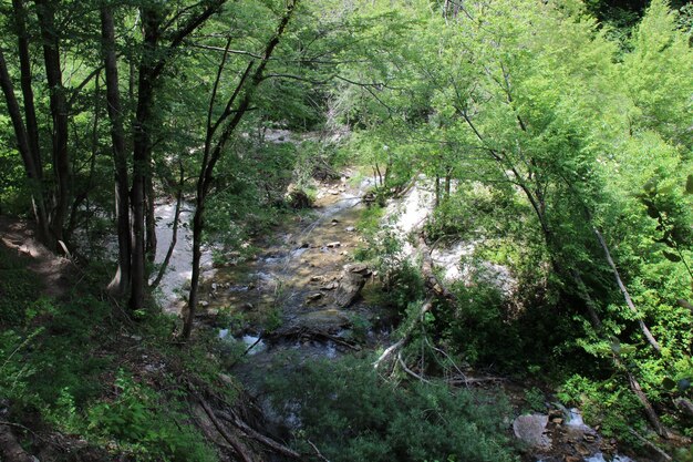 Trees in forest