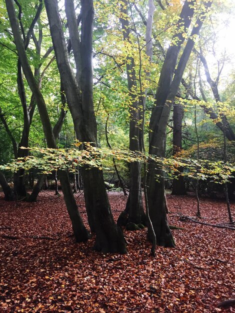 Foto alberi nella foresta