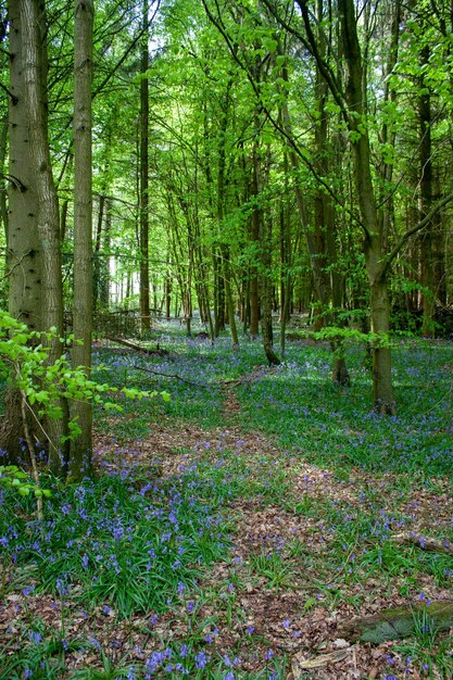 Trees in forest