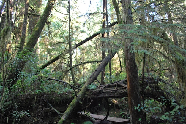 Foto alberi nella foresta