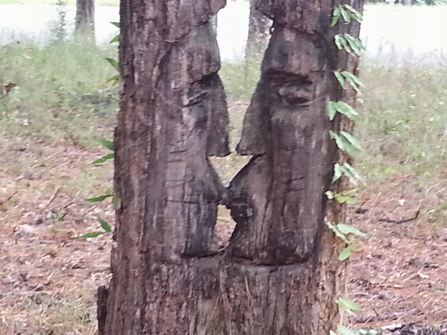 Photo trees in forest