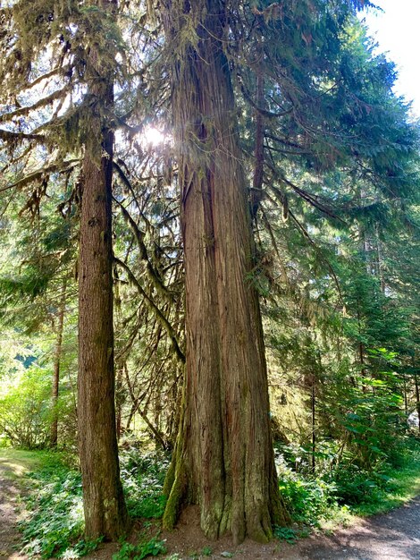 Trees in forest