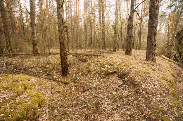 Photo trees in forest