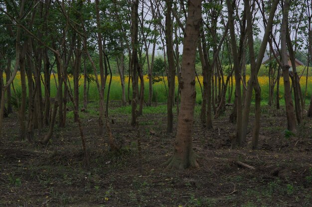 Foto alberi nella foresta