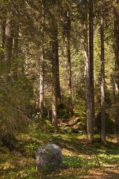 Trees in forest