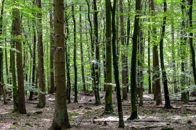 Trees in forest