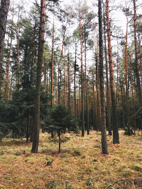 Foto alberi nella foresta