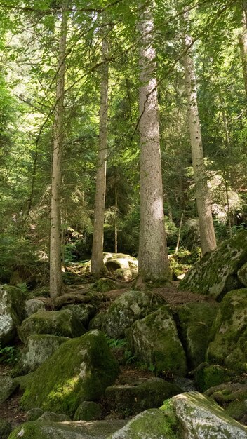 Foto alberi nella foresta