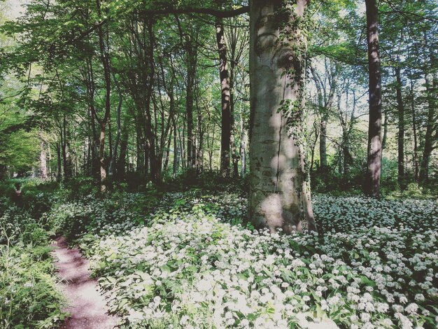 Photo trees in forest