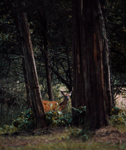 Foto alberi in una foresta