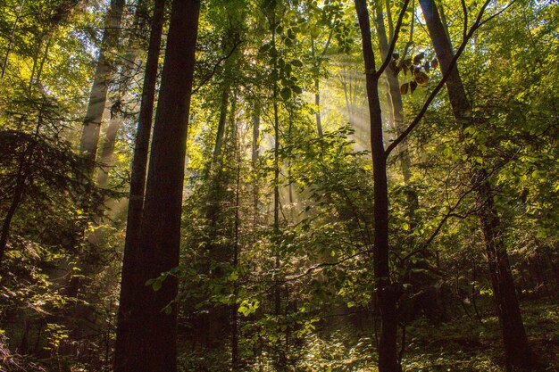 Foto alberi nella foresta