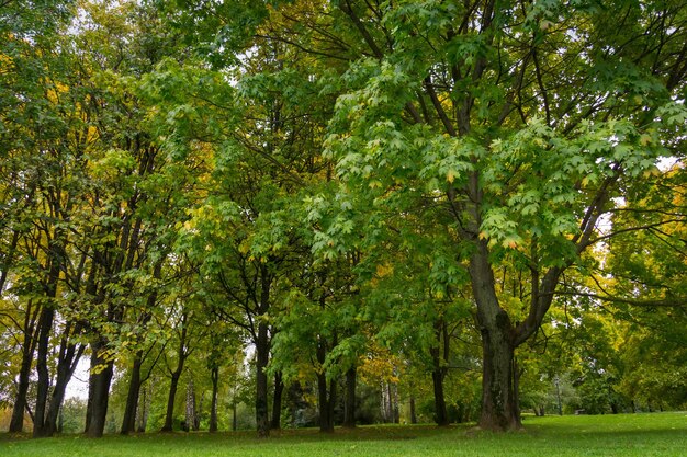 Foto alberi nella foresta