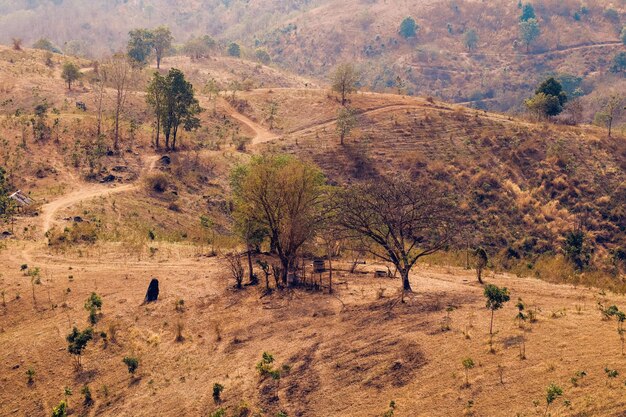 Foto alberi nella foresta