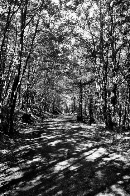 Trees in forest