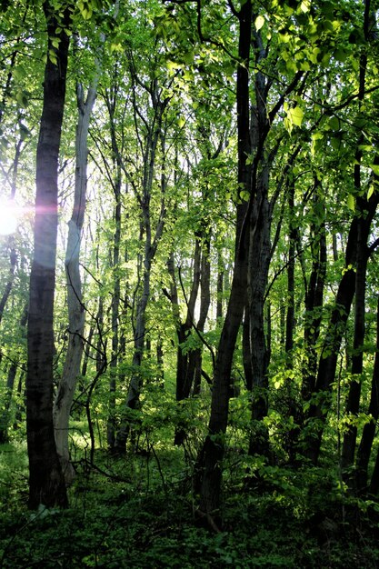 Trees in forest