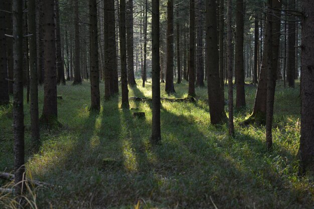 Foto alberi nella foresta