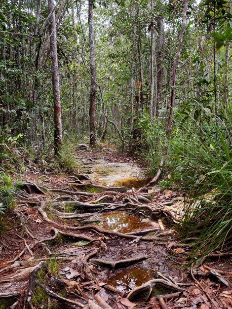 Photo trees in forest