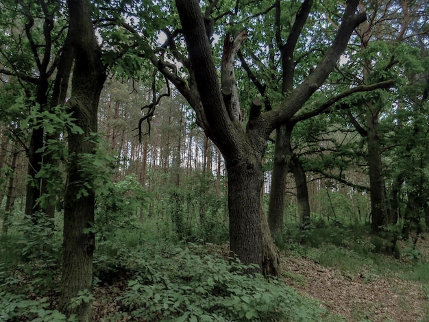 Foto alberi nella foresta