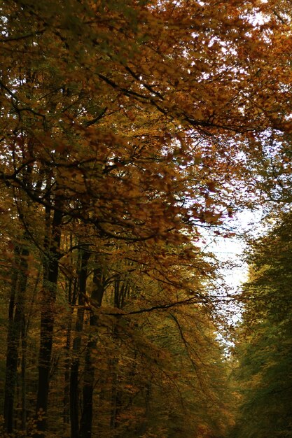 Foto alberi nella foresta