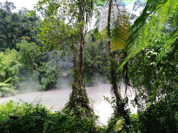 Photo trees in forest