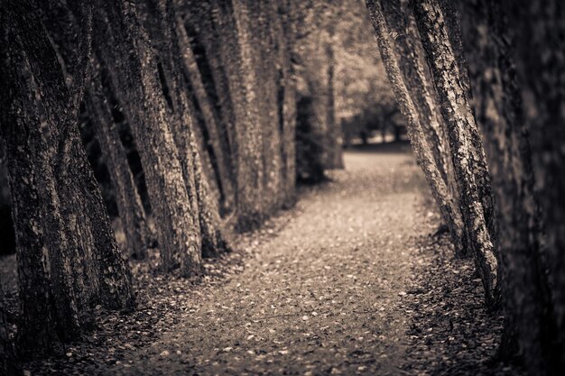 Trees in forest