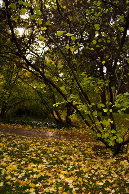 Foto alberi nella foresta