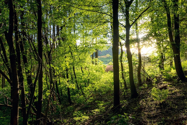 Foto alberi nella foresta