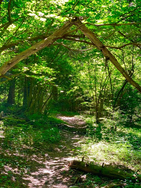 Trees in forest