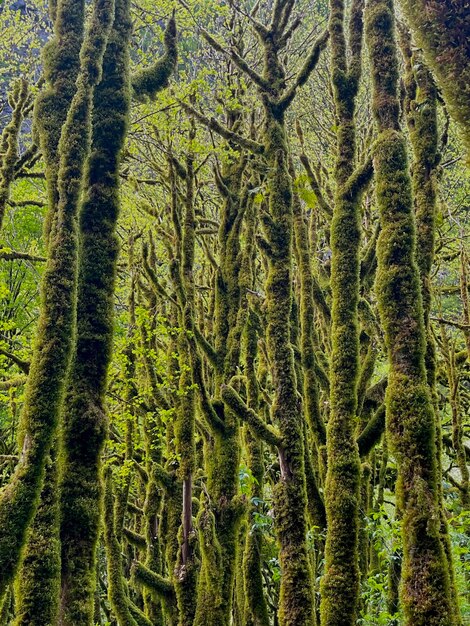 Foto alberi nella foresta