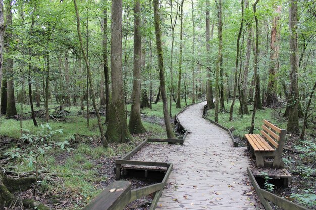 Photo trees in forest