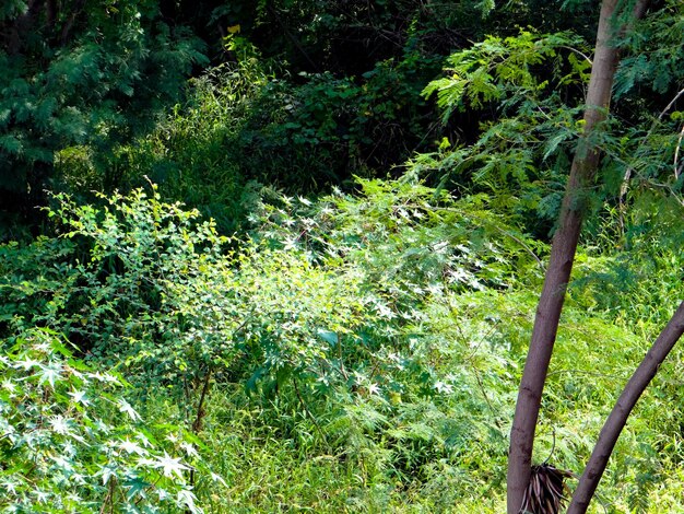 Trees in forest