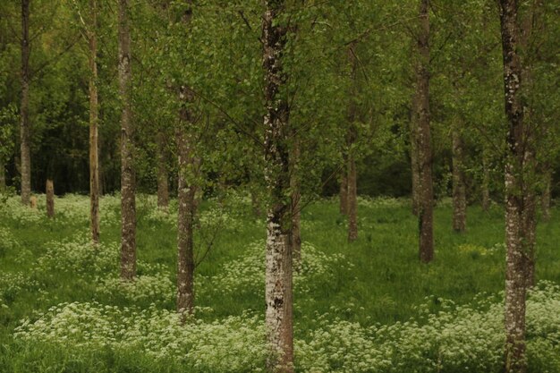 Foto alberi nella foresta