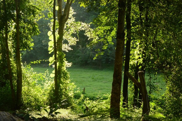 Photo trees in forest