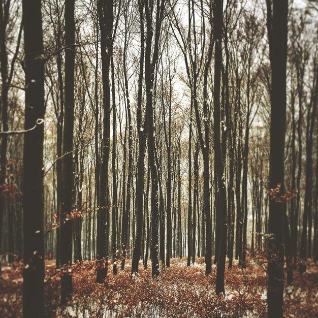 Foto alberi nella foresta