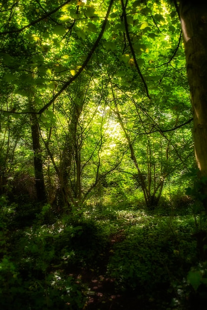 Foto alberi nella foresta