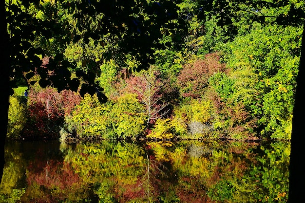 Photo trees in forest