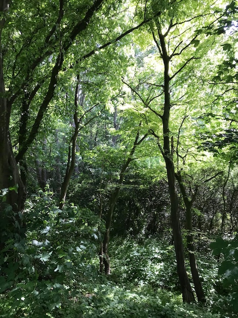 Trees in forest