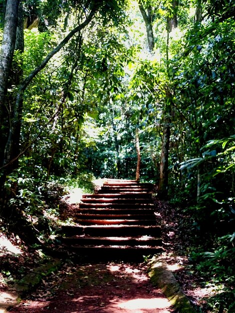 Foto alberi nella foresta