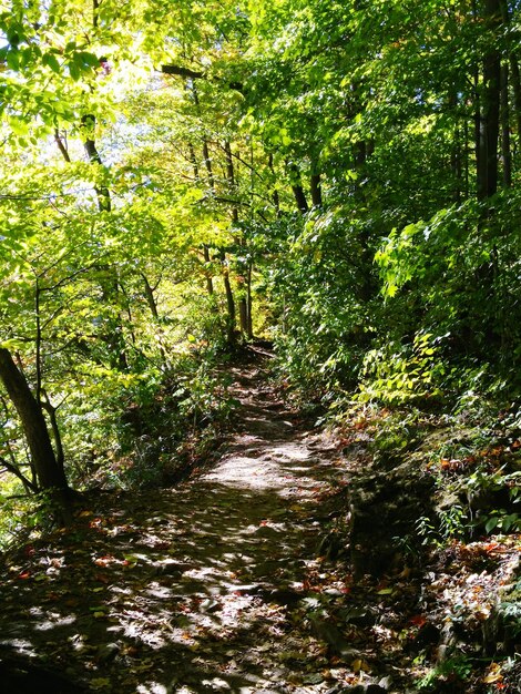 Foto alberi nella foresta