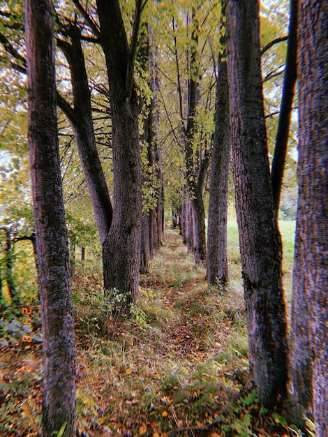 Alberi nella foresta