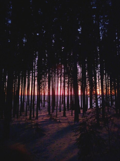 Trees in forest