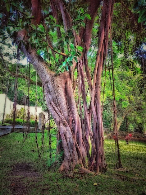 Trees in forest