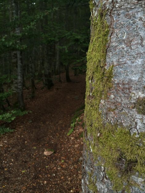 Trees in forest