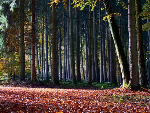 Foto alberi nella foresta