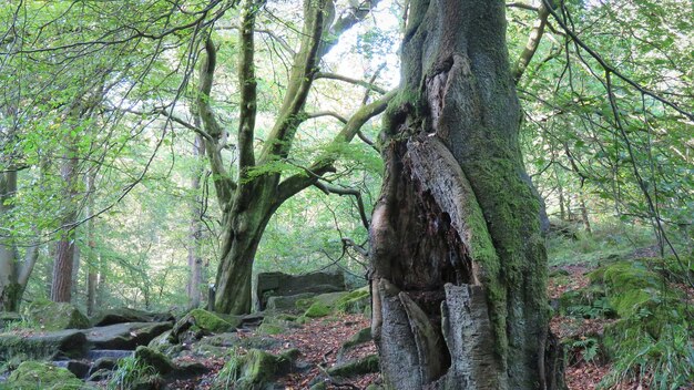 Trees in forest