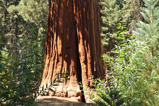 Foto alberi nella foresta