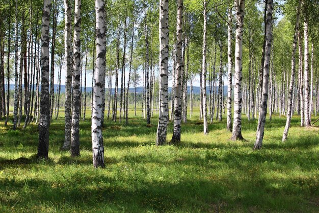 Foto alberi nella foresta