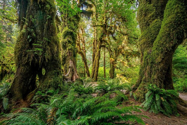 Alberi nella foresta