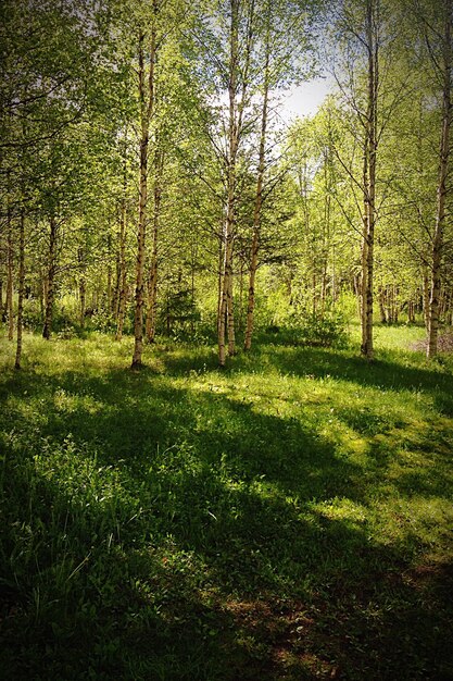 Photo trees in forest