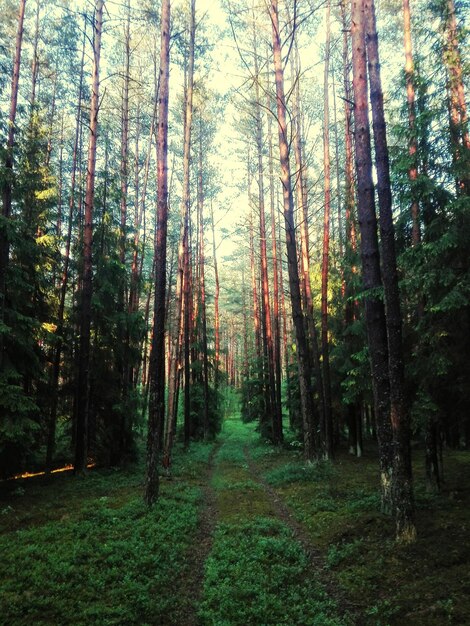 Foto alberi nella foresta